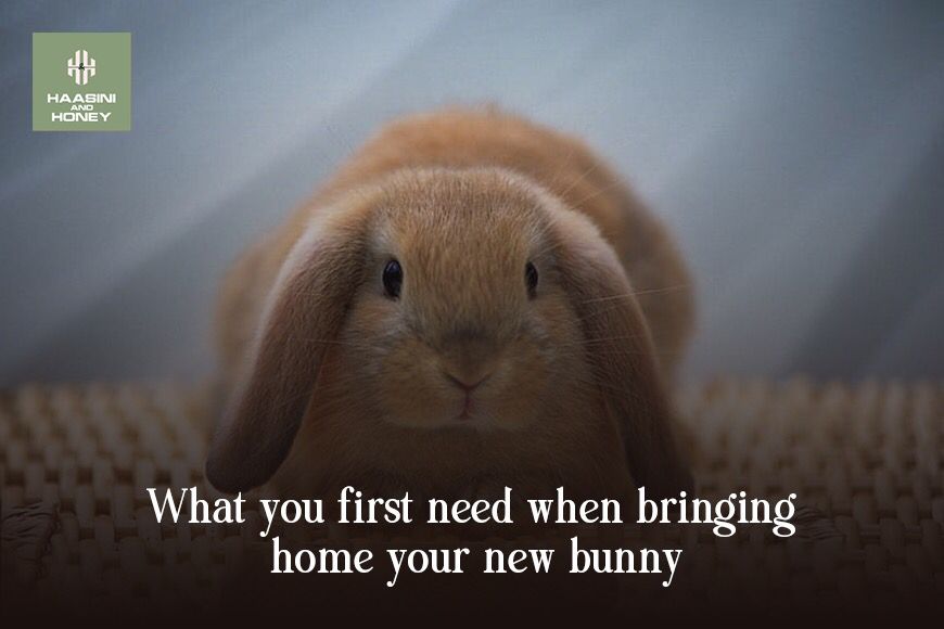 What You First Need When Bringing Home Your New Bunny